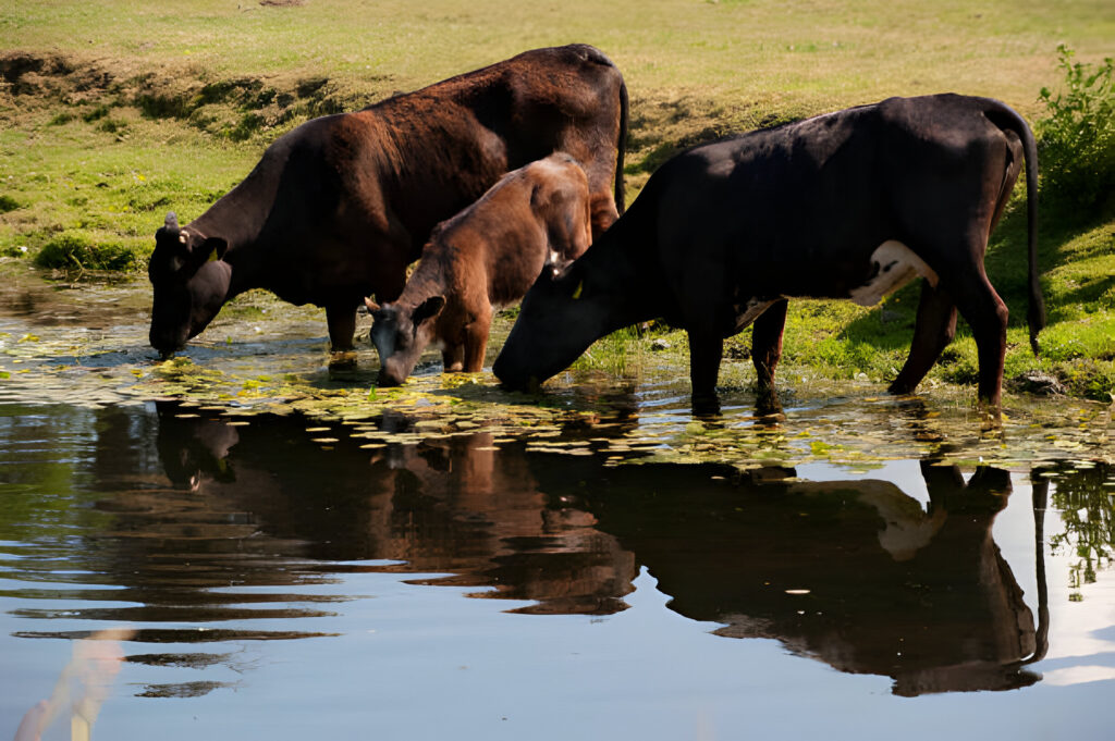 can cows swim