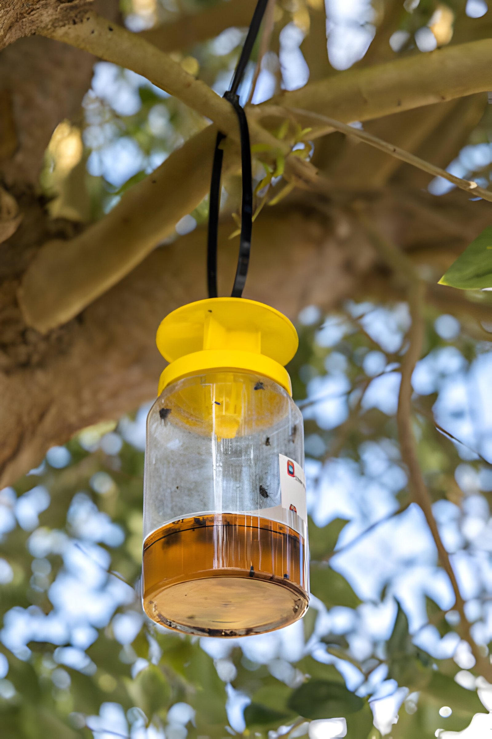 wasp trap