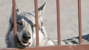 german shepherd husky mix