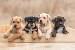 free puppies near me