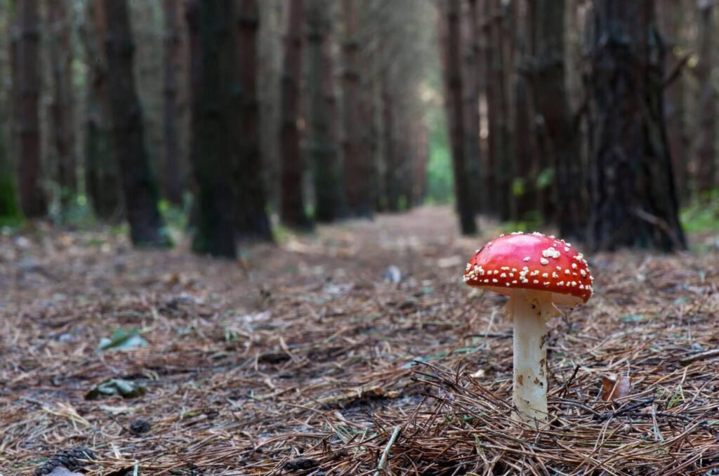 amanita muscaria mushroom